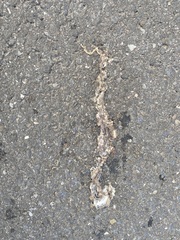 Coelognathus radiatus