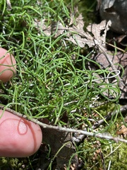 Equisetum scirpoides