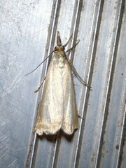 Chrysoteuchia culmella