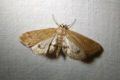 Parapoynx stratiotata