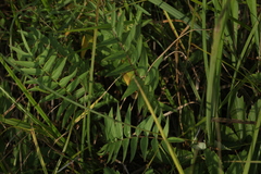 Polemonium caeruleum
