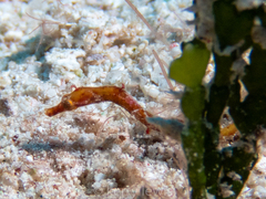 Amphelikturus dendriticus