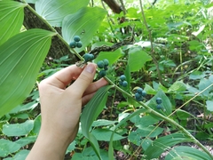 Polygonatum multiflorum
