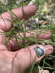 Equisetum scirpoides