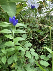 Gentiana