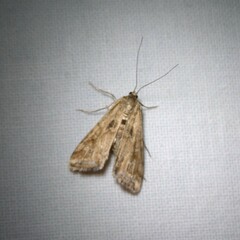 Cataclysta lemnata