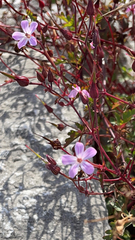 Geranium robertianum