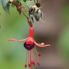 Bombus pascuorum