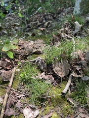 Equisetum scirpoides