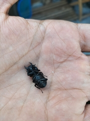 Dorcus parallelipipedus