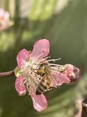 Apis mellifera