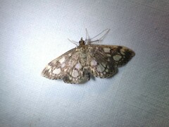 Anania coronata