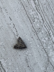 Tetanolita mynesalis