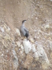 Phalacrocorax punctatus