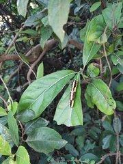 Papilio clytia