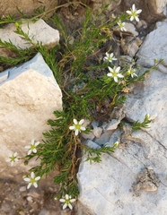 Moehringia ciliata