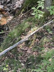 Equisetum scirpoides