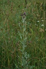 Cirsium arvense vestitum