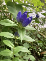 Gentiana