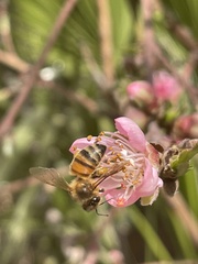 Apis mellifera
