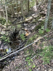 Equisetum scirpoides