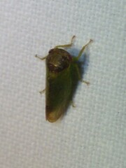 Iassus lanio