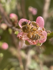 Apis mellifera