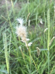 Bothriochloa