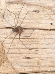 Loxosceles rufescens