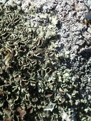 Xanthoparmelia conspersa