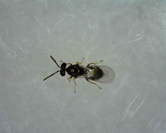 Tetrastichinae