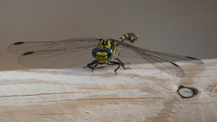 Onychogomphus uncatus