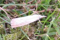 Chrysoteuchia culmella