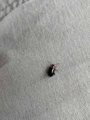 Disonycha xanthomelas