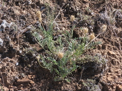 Astragalus laxmannii