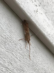 Nemotaulius hostilis