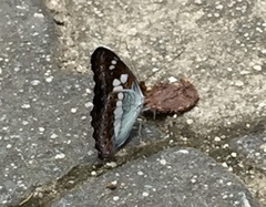 Moduza procris milonia
