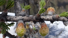 Larix lyallii
