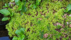 Sphagnum
