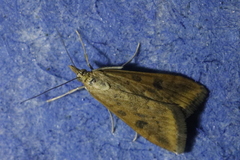 Udea ferrugalis