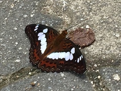 Moduza procris milonia