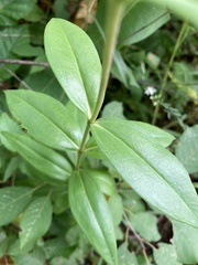 Gentiana