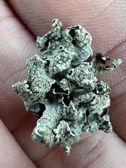 Flavopunctelia flaventior