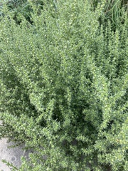 Salsola kali