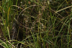 Carex acuta