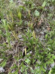 Lycopodium clavatum