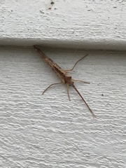 Nemotaulius hostilis