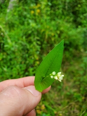 Persicaria sagittata