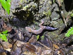 Goniurosaurus varius
