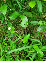 Persicaria sagittata